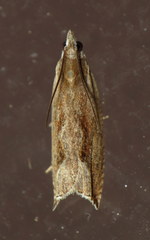 Ancylis goodelliana