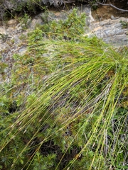 Trichophorum subcapitatum