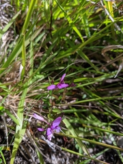 Polygala japonica