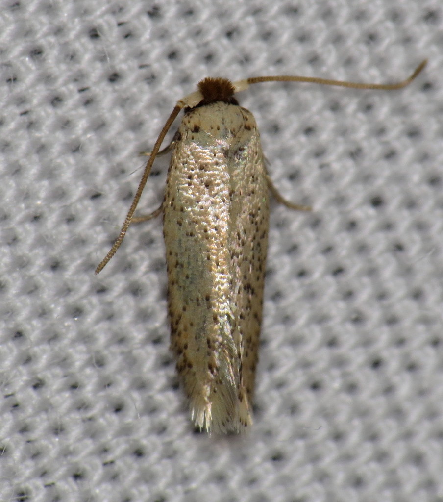 Zimmermannia obrutella
