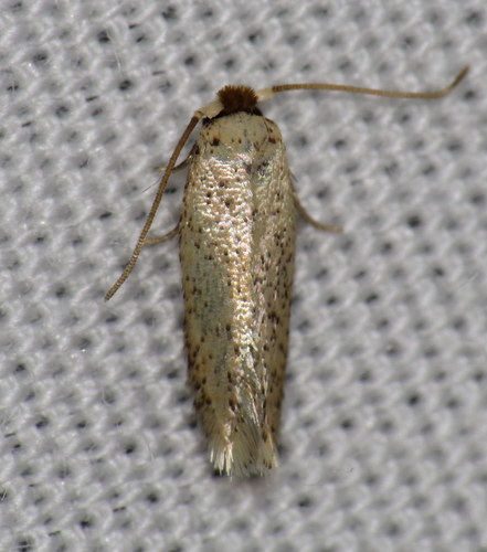 Zimmermannia obrutella