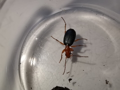 Brachinus crepitans