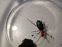 Brachinus crepitans
