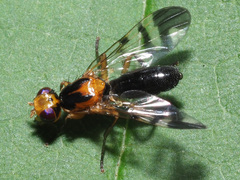 Euphranta connexa