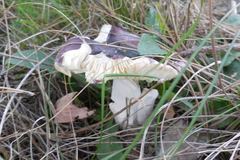 Russula capensis