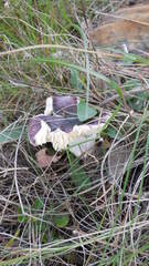 Russula capensis