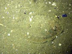 Speckled Sole photo 1