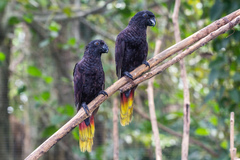 Black Lory photo 2
