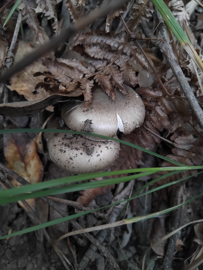 Amanita marmorata · February 2025 · photo: © sofiazed1 (iNaturalist, cc-by)