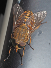 Tabanus bovinus