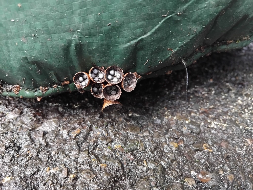 Cyathus striatus · February 2025 · photo: © sofiazed1 (iNaturalist, cc-by)