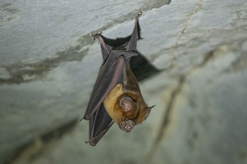 large Asian roundleaf bat (Hipposideros lekaguli) — Near Threatened Mammalia