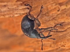 Orobitis cyanea