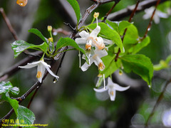 Styrax formosanus