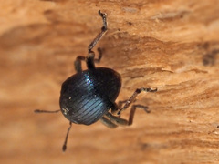 Orobitis cyanea