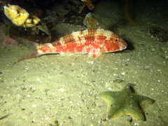 Upeneichthys