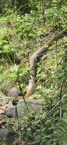 Tiger Snake sighting