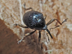 Orobitis cyanea