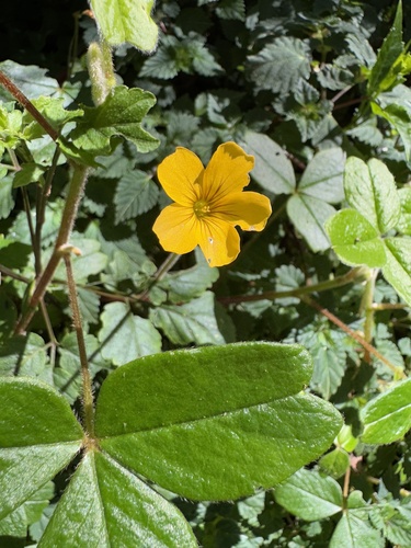 Foto de Trevo-amarelo