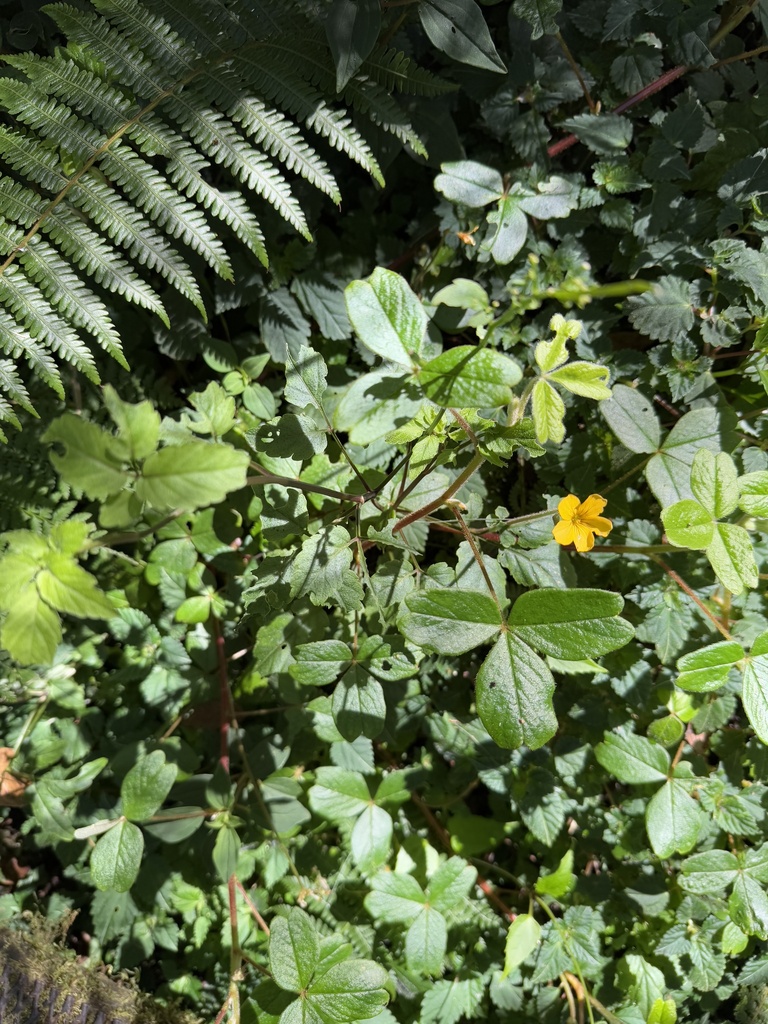 Foto de Trevo-amarelo