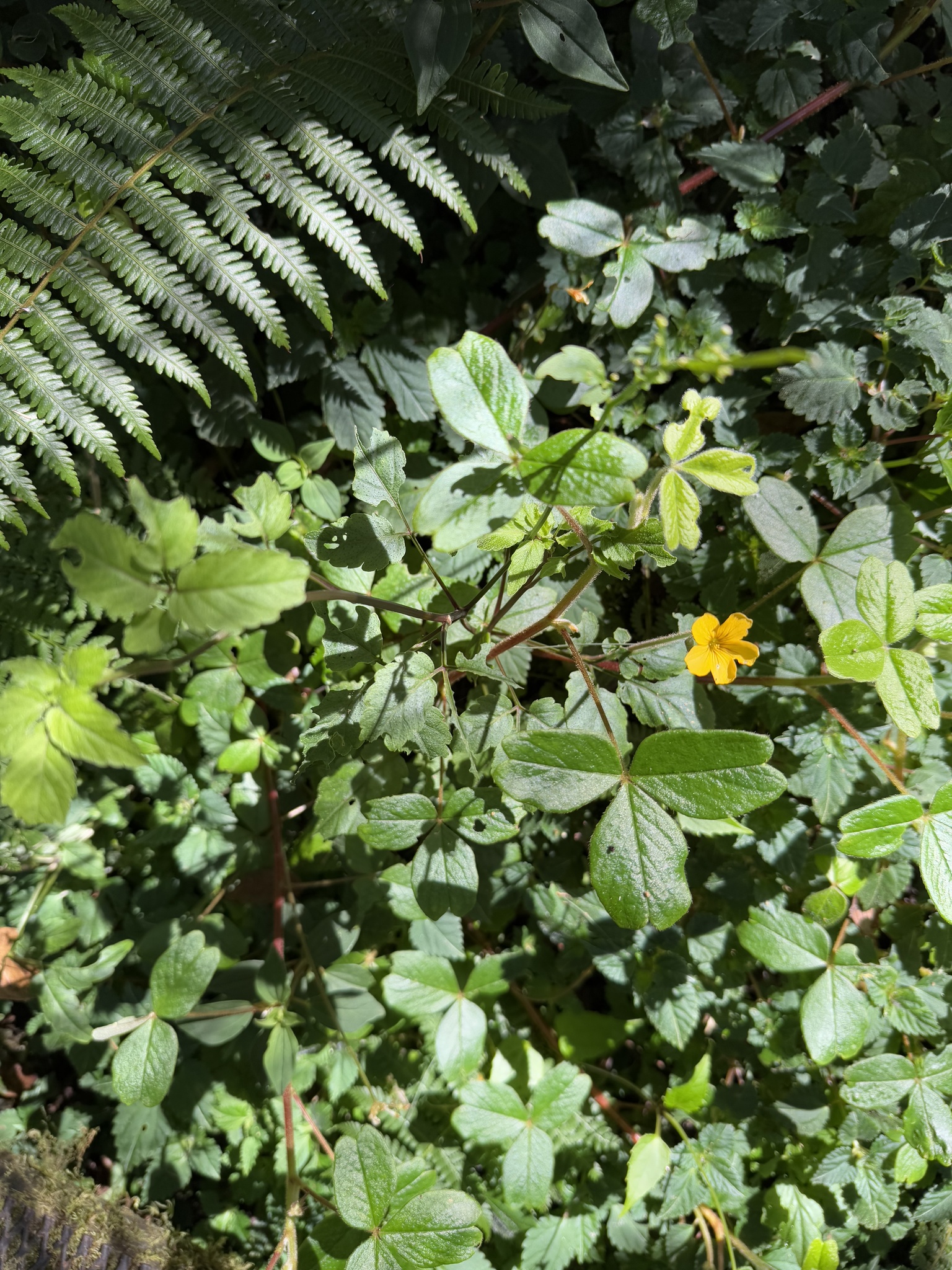 Imagem de Trevo-amarelo