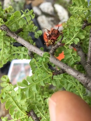 Erythrophysa alata