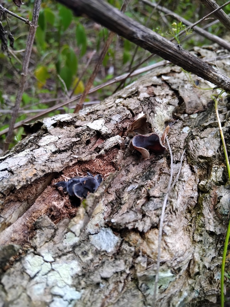 Auricularia cornea · February 2025 · photo: © sofiazed1 (iNaturalist, cc-by)