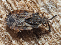 Aradus depressus