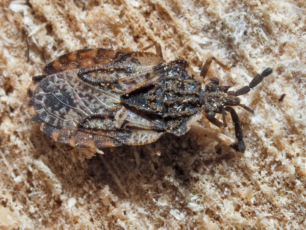 pale-shouldered flatbug, photo 1 of 10