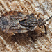 Pale-shouldered Flatbug - Photo (c) Felix Riegel, some rights reserved (CC BY-NC), uploaded by Felix Riegel