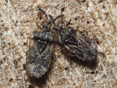 Aradus depressus