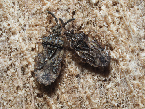 pale-shouldered flatbug, photo 5 of 10