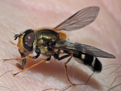 Leucozona glaucia