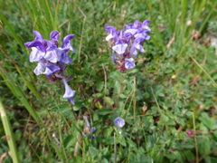 Scutellaria alpina