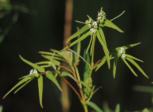 Euphorbia bifida iNat (1)