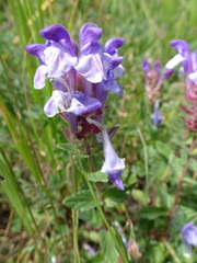 Scutellaria alpina