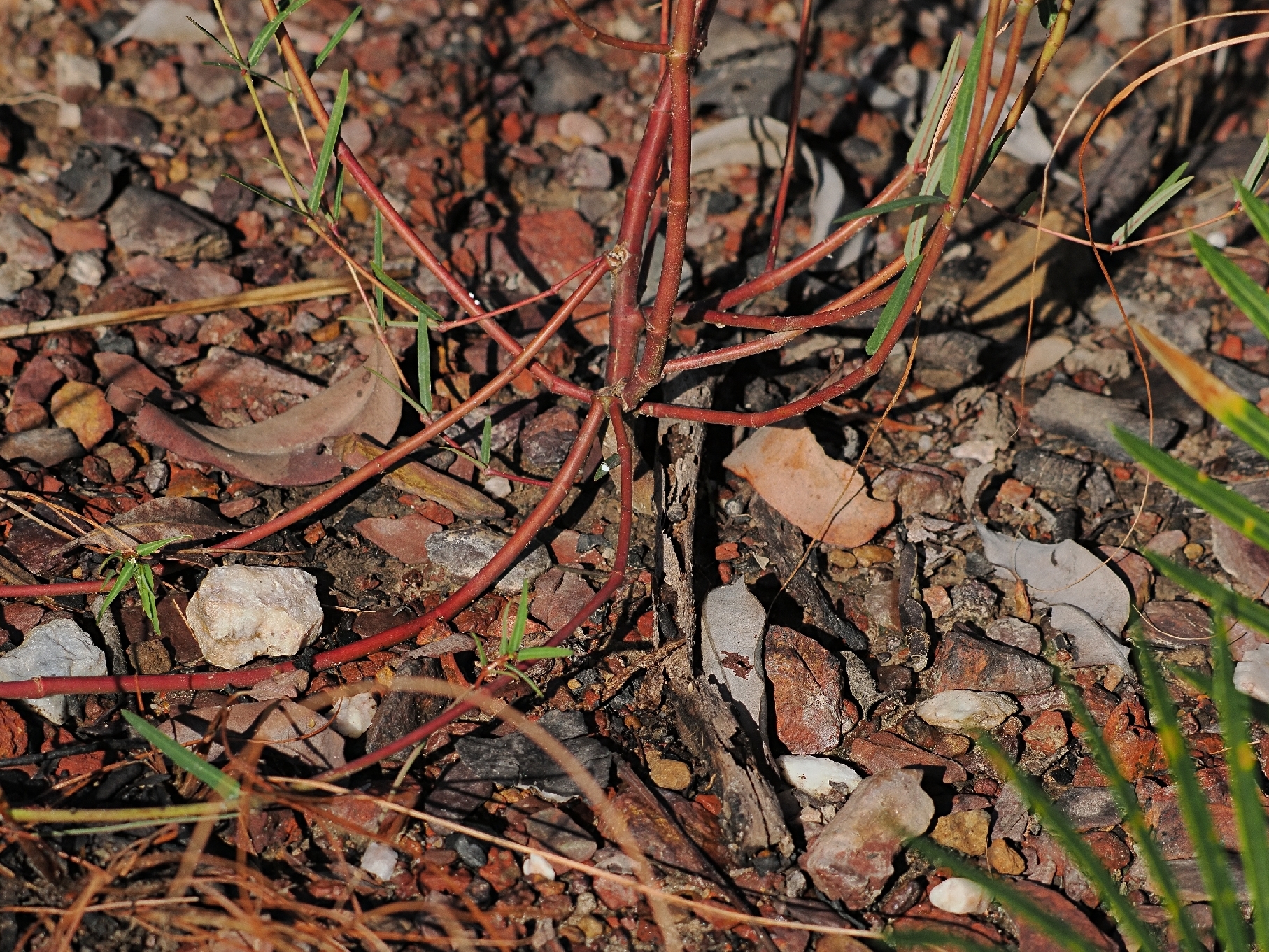 Euphorbia bifida 3
