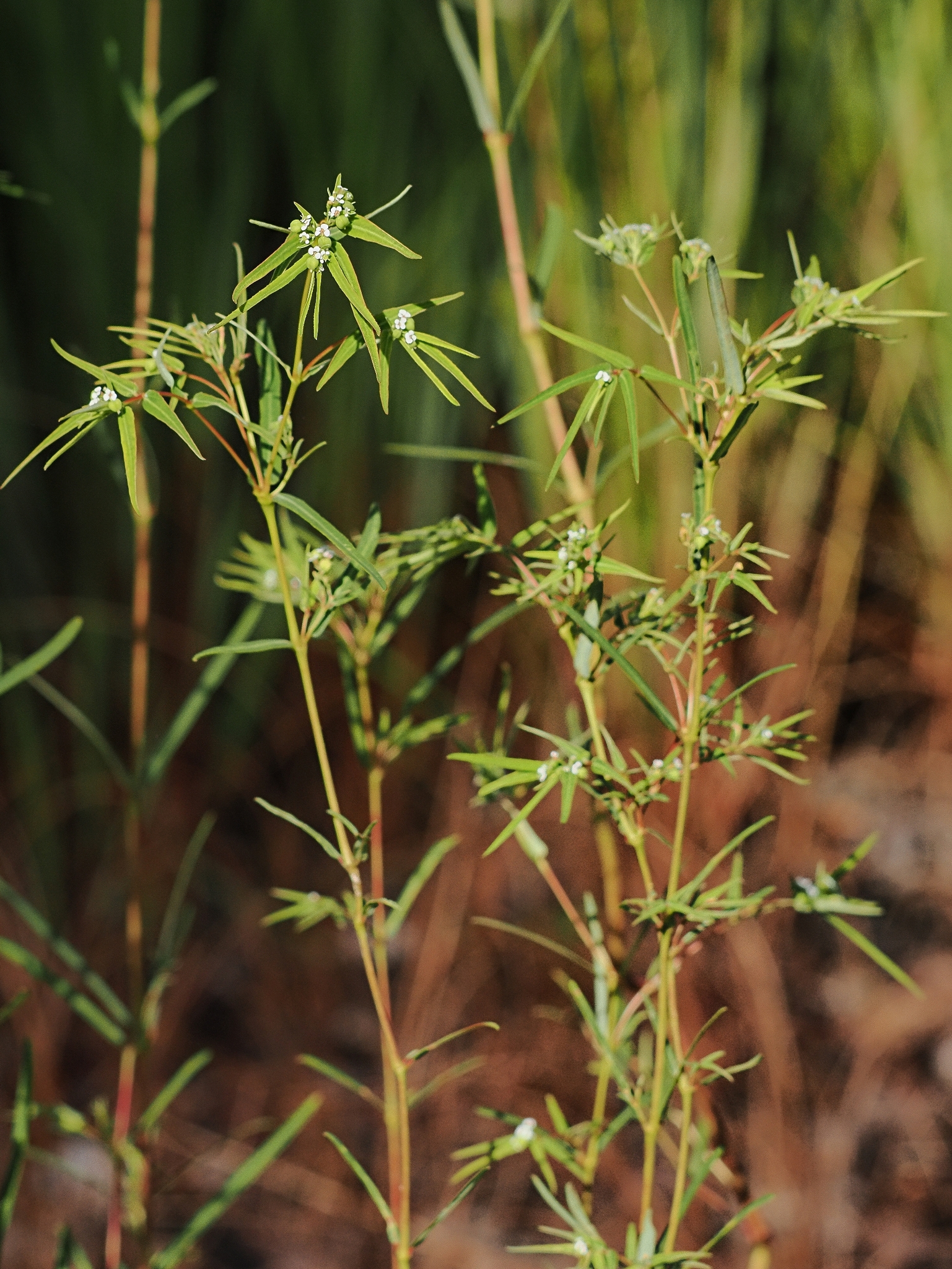 Euphorbia bifida 4