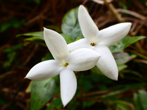 Kadua fluviatilis observed 2023-09-26