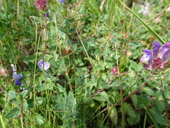 Scutellaria alpina
