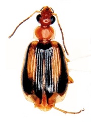 Lebia solea