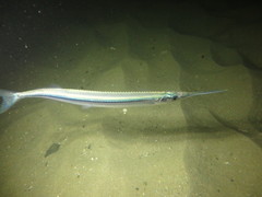 Hyporhamphus ihi