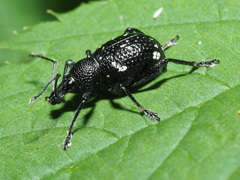 Otiorhynchus gemmatus