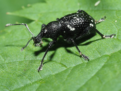 Otiorhynchus gemmatus