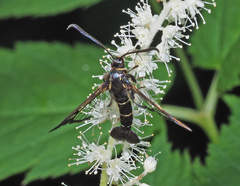 Synanthedon tipuliformis