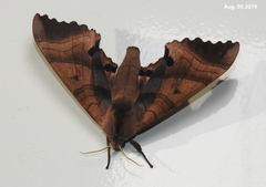 Marumba gaschkewitschii