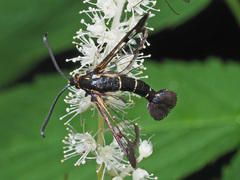 Synanthedon tipuliformis