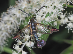 Synanthedon tipuliformis
