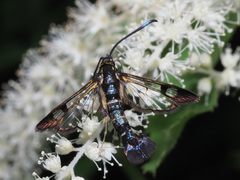 Synanthedon tipuliformis