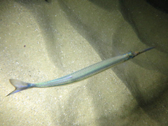 Hyporhamphus ihi